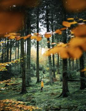 Woman in Rold Forest in autumn, Himmerland, North Jutland
