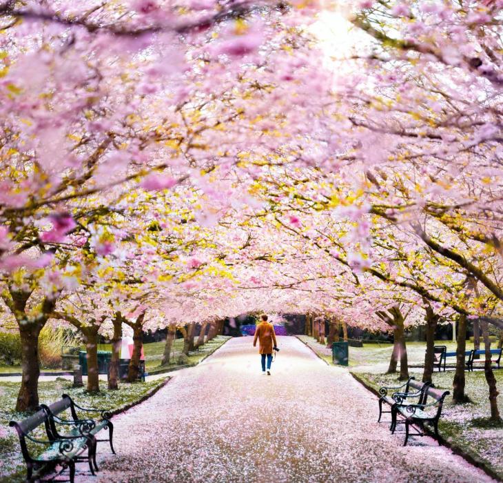 Cherry blossoms at Bispebjerg Cemetery in Copenhagen